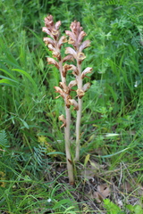 Orobanche caryophyllacea