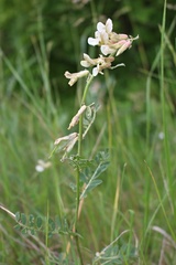 Vicia pannonica