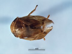 Clastoptera obtusa
