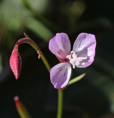 Clarkia similis