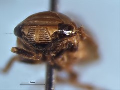 Clastoptera obtusa