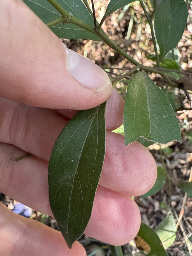 Cryptocarya triplinervis triplinervis from Munruben QLD 4125, Australia ...