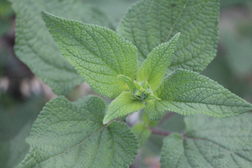 Image of Salvia amarissima by (c) José Belem Hernández Díaz, some rights reserved (CC BY)
