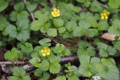 Potentilla hebiichigo