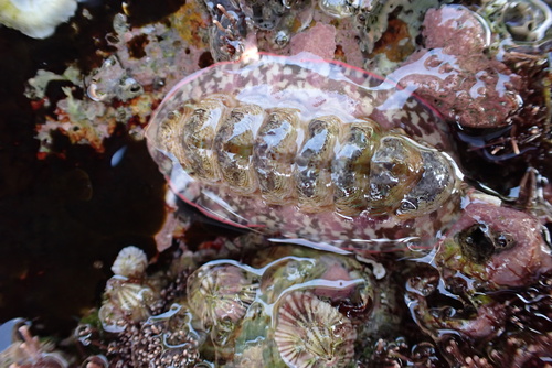 Onithochiton hirasei observed 2024-06-21