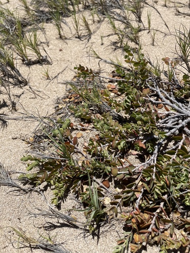 Euphorbia degeneri observed 2024-06-26