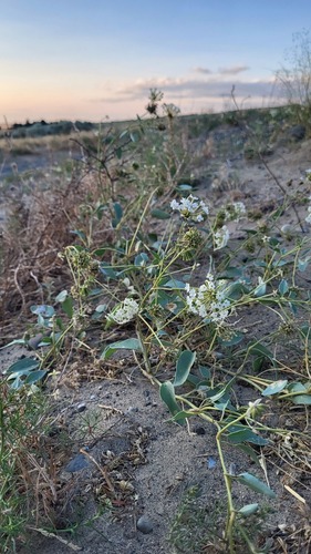 White sand verbena (Abronia mellifera)