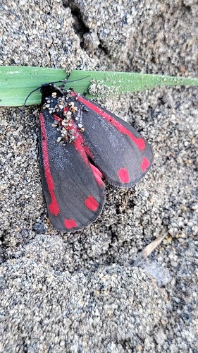 Photo of Cinnabar moth (Tyria jacobaeae)