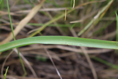 Ornithogalum comosum