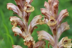 Orobanche caryophyllacea