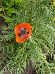 Papaver × pseudo-orientale