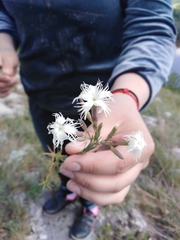 Dianthus acicularis