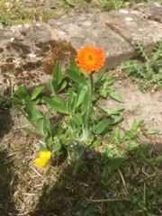 Pilosella aurantiaca