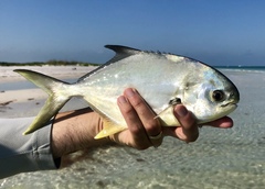 Trachinotus carolinus