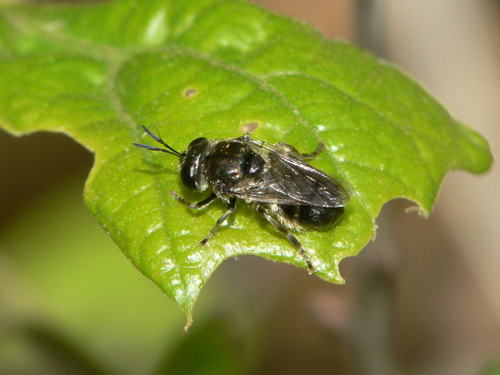Microdon tristis
