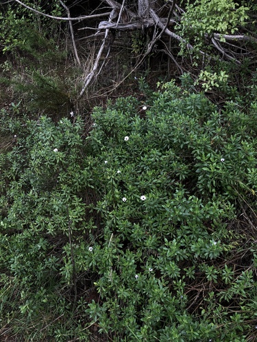Dimorphotheca fruticosa
