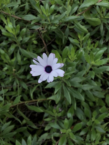 Dimorphotheca fruticosa