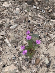 Glandularia wrightii
