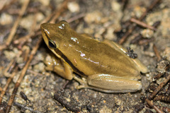 Litoria adelaidensis
