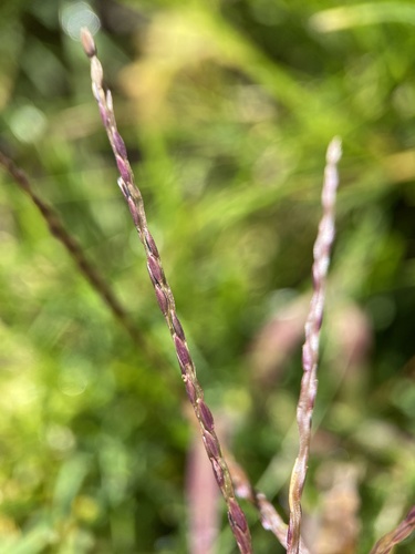 Digitaria sanguinalis iNat (2)