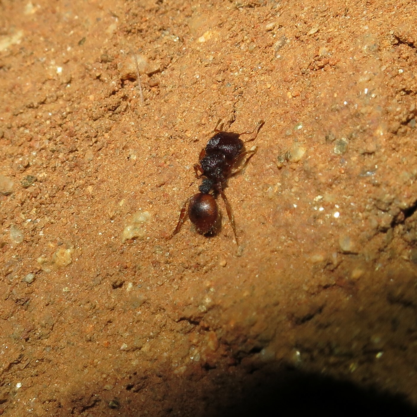Meranoplus ajax