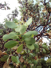 Arctostaphylos viscida viscida