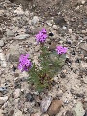 Glandularia wrightii