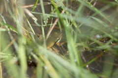 Litoria adelaidensis