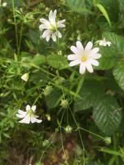 Rabelera holostea
