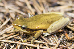 Litoria adelaidensis