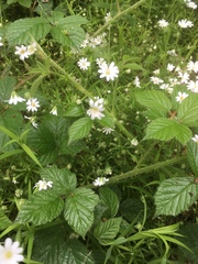 Rabelera holostea