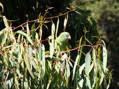 Brotogeris versicolurus