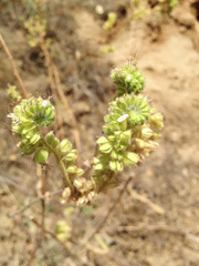 Phacelia heterophylla
