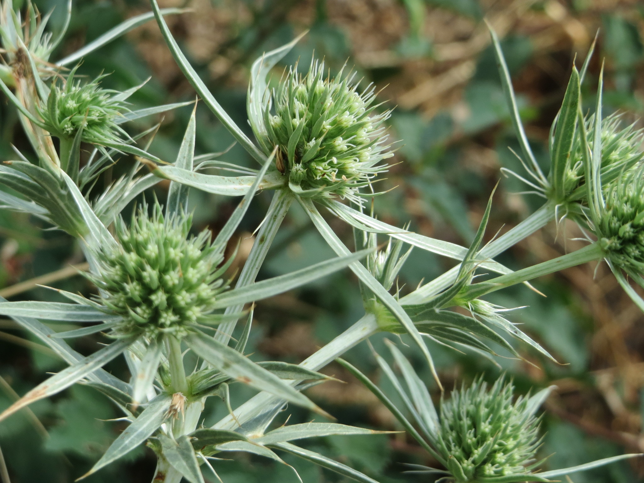 Field Eryngo (Eryngium campestre) · iNaturalist