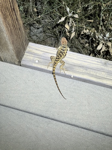 iNaturalist observation photo of Desert Spiny Lizard