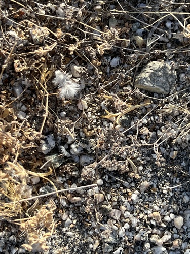 iNaturalist observation photo of Thistledown Velvet Ant