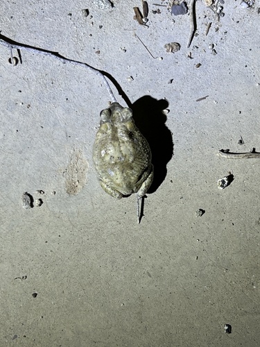 iNaturalist observation photo of Red-spotted Toad