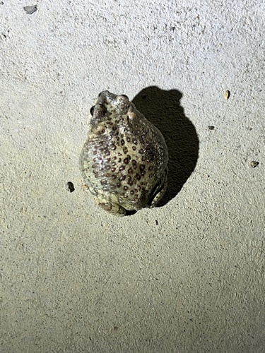 iNaturalist observation photo of Red-spotted Toad