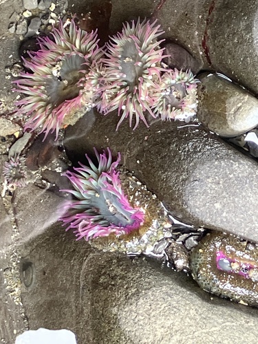 Aggregating Anemone, photo 3 of 7