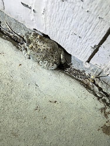 iNaturalist observation photo of Red-spotted Toad
