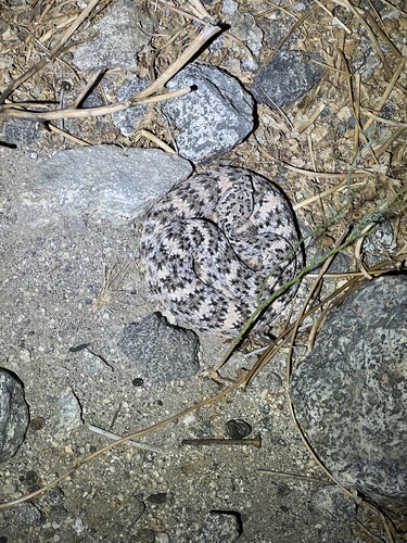iNaturalist observation photo of Southwestern Speckled Rattlesnake