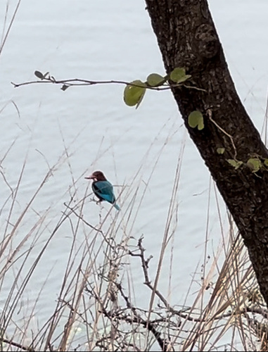 White-throated Kingfisher