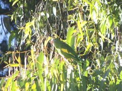 Brotogeris versicolurus