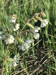 Silene dichotoma