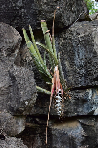 Billbergia porteana