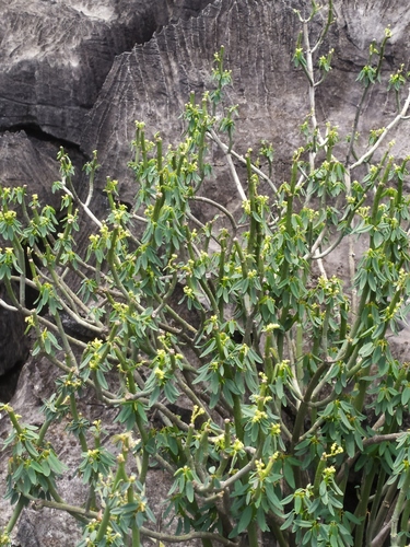 Euphorbia estevesii