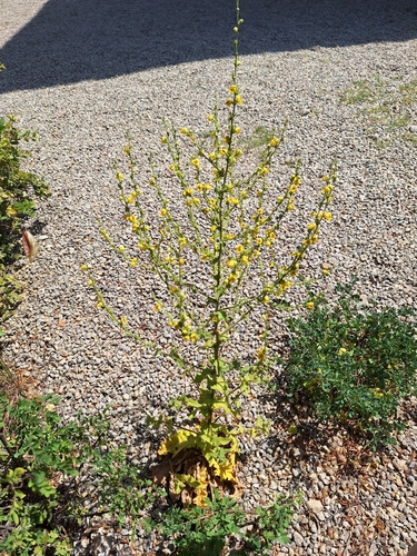 Wavyleaf mullein (Verbascum sinuatum)