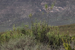 Leucadendron stellare