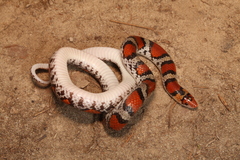 Cemophora coccinea copei