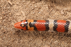 Cemophora coccinea copei